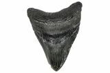 Huge, Fossil Megalodon Tooth - South Carolina #251269-1